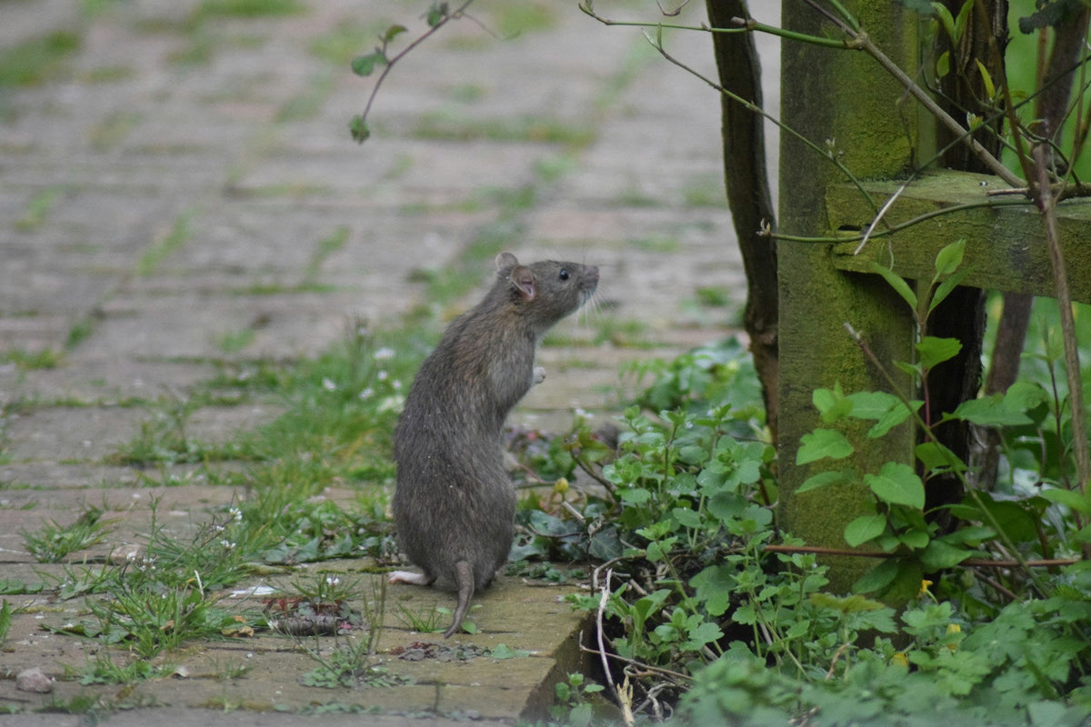 Rats dans la maison : signes d'infestation, dangers et que faire en urgence en IDF