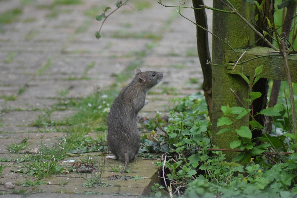 Rats dans la maison : signes d'infestation, dangers et que faire en urgence en IDF