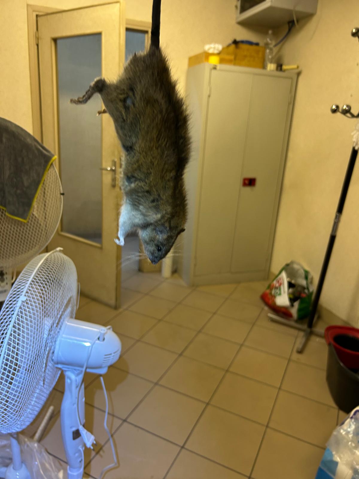 Dératisation en Île-de-France et dans le sud de l'Oise